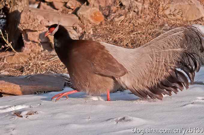 闪亮登场&bull;褐马鸡&bull;国家一级（组图，20张图片）