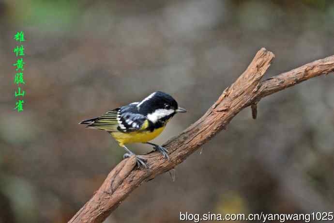 北京天坛公园的鸟类——杂片（黄腹山雀、暗绿绣眼鸟、雌性…