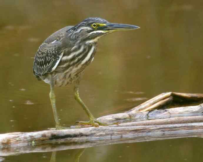 今天的收获－一只绿鹭