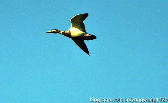 飞 wbr（雁） wbr1