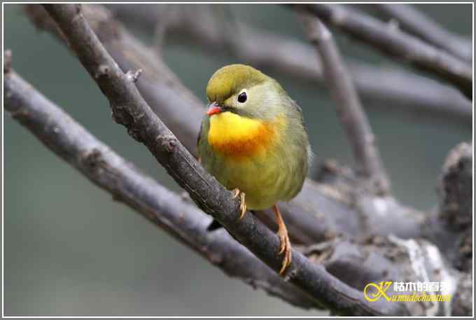 相思鸟与红梅花儿【照片】