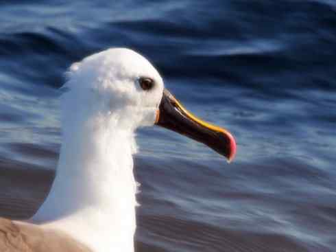 猎奇:奇特的鸟喙之七 猎奇:奇特的鸟喙之七