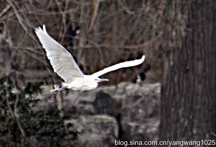 又见白鹭飞 wbr wbr1