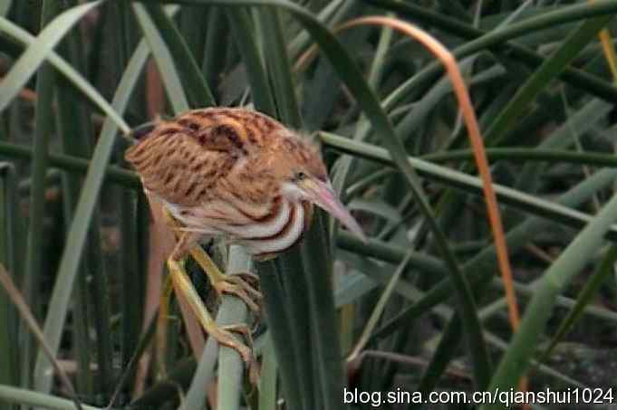 桑拿天打鸟 wbr真是乐使银(奥体公园)