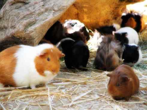 动物世界：山寨还是原创之十四