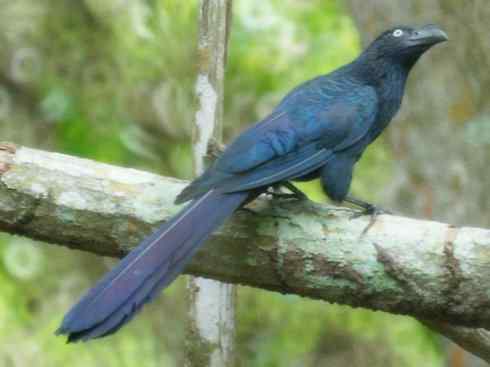 奇特的盔:大犀鹃 奇特的盔:大犀鹃