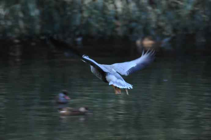八月十六（杂片）