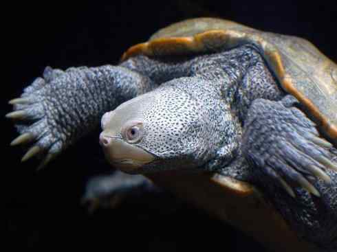 玄武：传说的兽原型探秘（侧颈龟类）