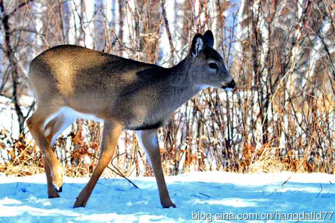 雪地野鹿