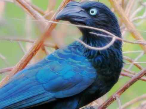 奇特的盔:大犀鹃 奇特的盔:大犀鹃