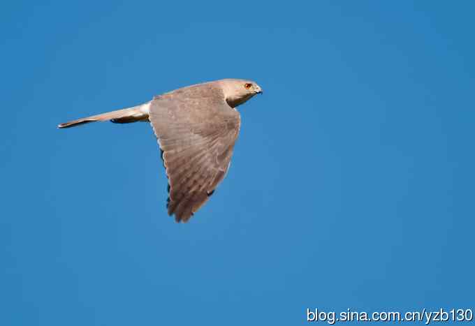 不小心拍到二级保护动物鈥斺敽侄ィㄗ橥迹8张图片）