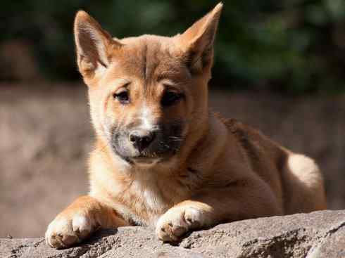 犬科：犬亚科犬属之澳洲野犬、歌唱犬、家犬