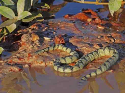 龙:传说的兽原型探秘(海蛇类) 龙:传说的兽原型探秘(海蛇类)