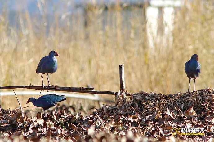 云南拍鸟：紫水鸡