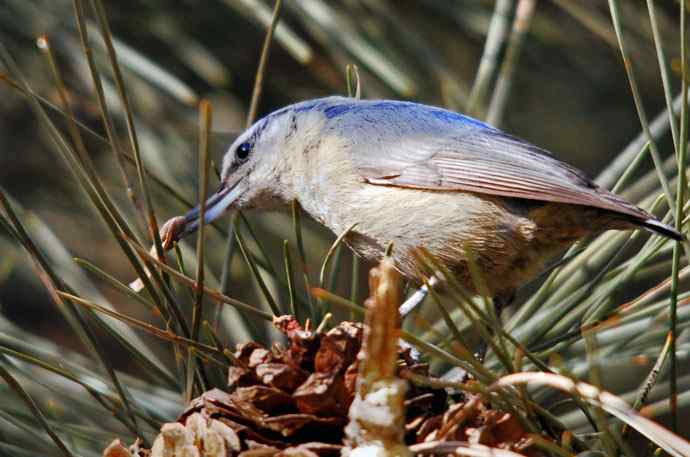 北京植物园赏鸟（五），黑头（组图）