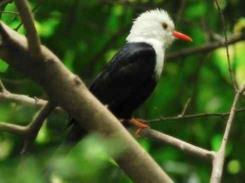 白头鸟系列:另类的美丽（黑短脚鹎）