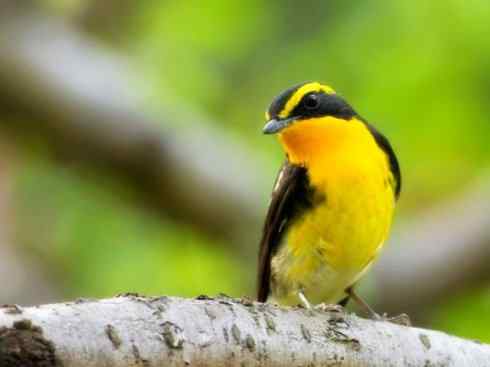 美丽无罪:雀鸟之姬鹟 美丽无罪:雀鸟之姬鹟