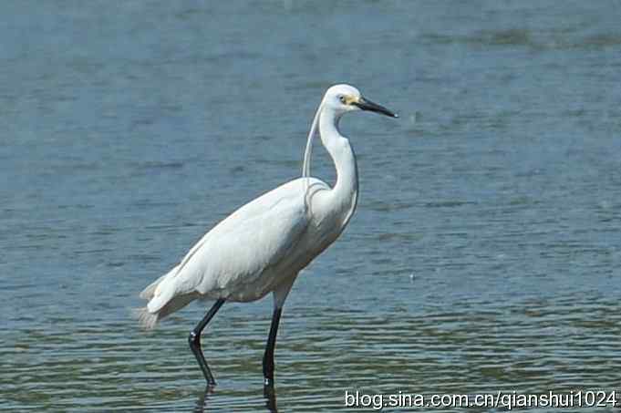 凌波仙子.白鹭海滨写真(北戴河)
