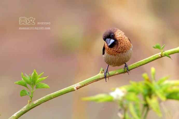 四川西昌鸟类摄影——白腰文鸟