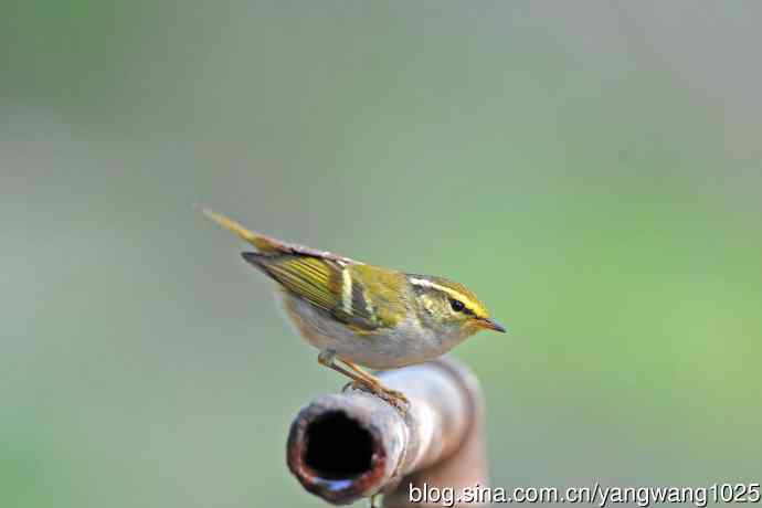 黄腰柳莺（22）