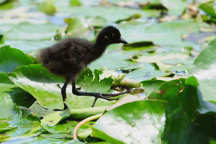 碧波芙蕖间的白胸小秧鸡