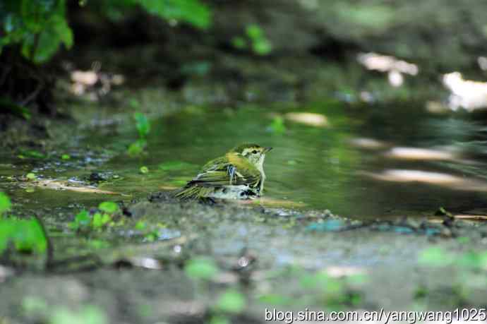 爽(洗浴的黄眉柳莺)3 爽(洗浴的黄眉柳莺)3