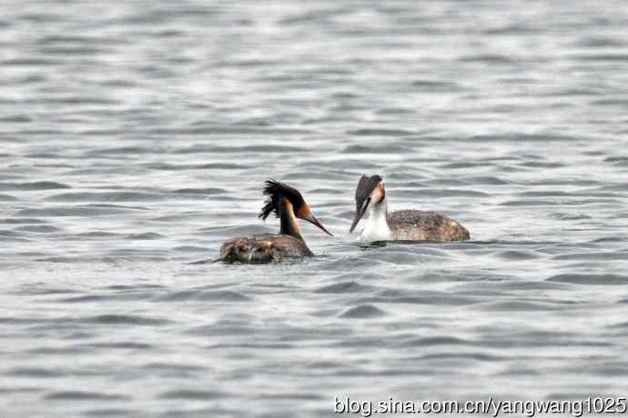 蜜月中的凤头