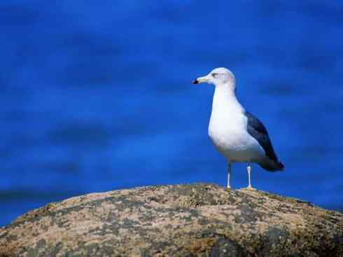 白头鸟系列：另类的美丽（黑背鸥）