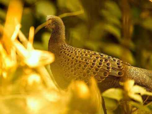 凤凰：传说中的鸟原型探秘（孔雀雉）