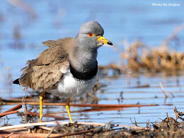风乍起 wbr吹皱一湖碧水(观赏灰头麦鸡)