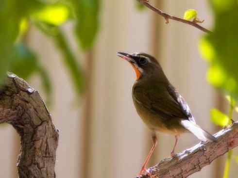 家禽驯化之源之二十七