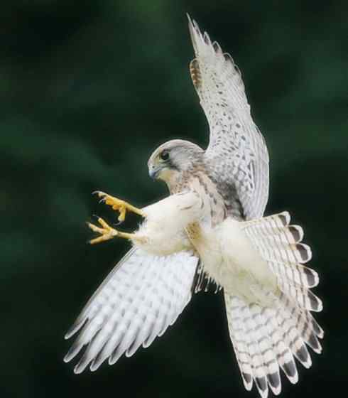 家禽驯化之源之六