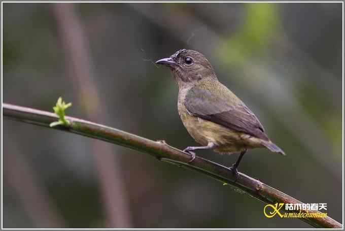 三天守候一只鸟【照片】