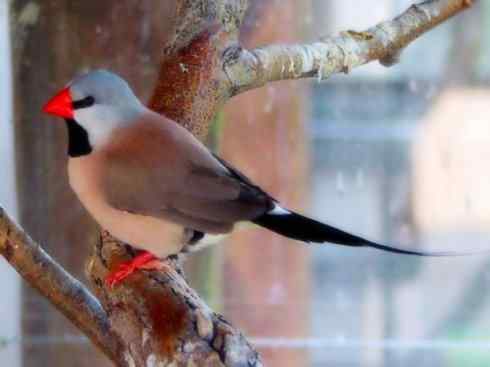 家禽驯化之源之二十一