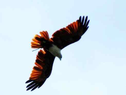 白头鸟系列:另类的美丽12 白头鸟系列:另类的美丽12