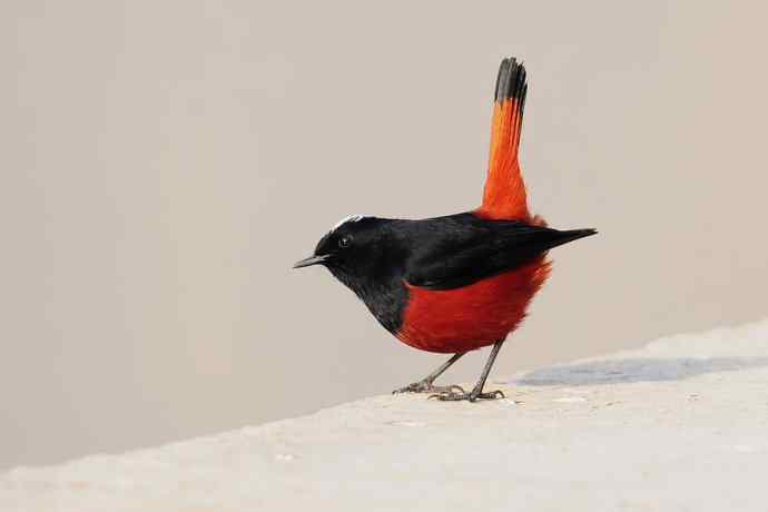 白顶亮翅 白顶亮翅