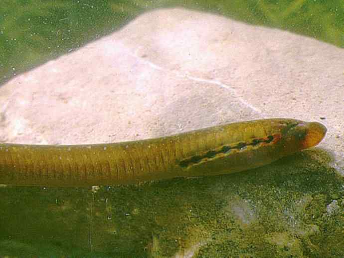 鱼类活化石：七鳃鳗