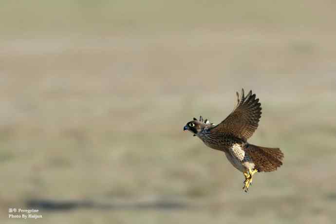 游隼在飞（摄于康西草原）