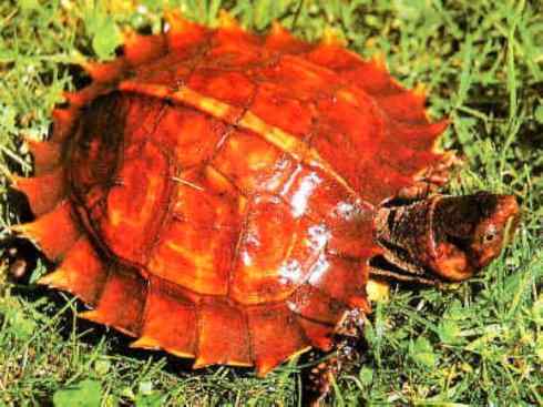 玄武:传说的兽原型探秘(潮龟) 玄武:传说的兽原型探秘(潮龟)