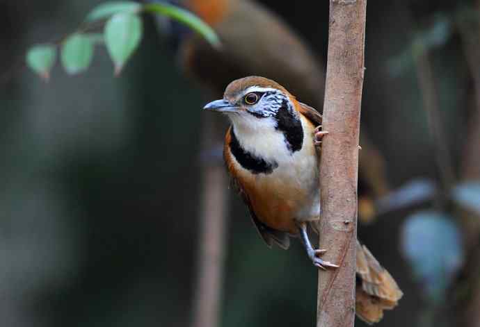 洋县两天观鸟，秦岭如此美妙！