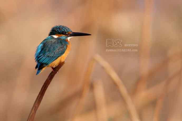 四川西昌鸟类摄影——普通翠鸟