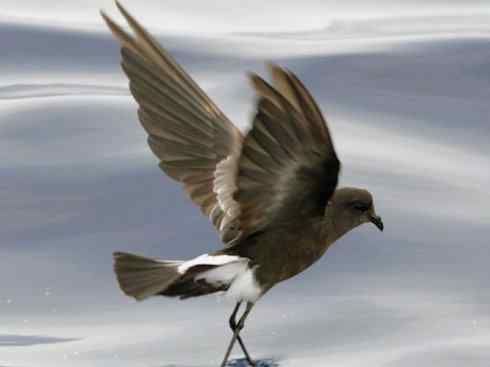 奇特的盔:雪海燕 奇特的盔:雪海燕