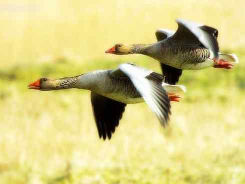 家禽驯化之源之三（大雁、鸿雁、灰雁、埃及雁）