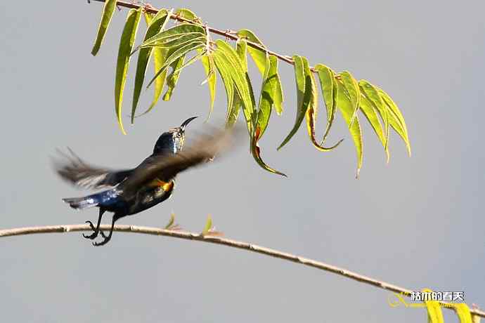 美丽邂逅鈥斺斪仙勰