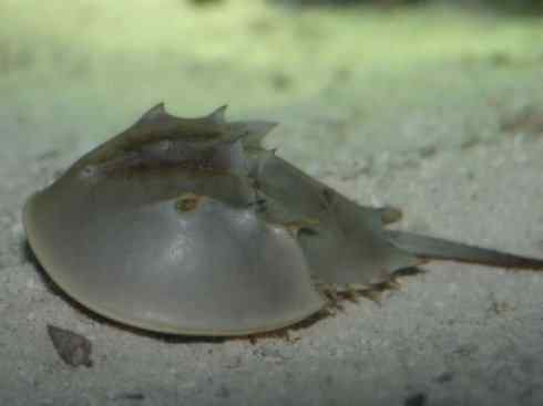 自然奇观：动物大迁徙(鲎)