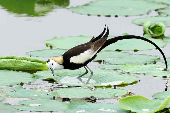 衡水湖野生鸟类摄影