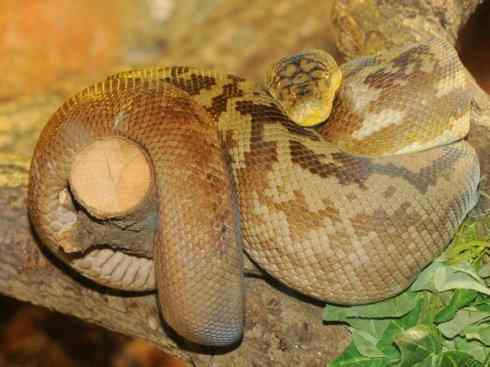 龙：传说的兽原型探秘（蟒蛇类）