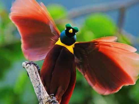 美丽无罪：雀鸟之极乐鸟