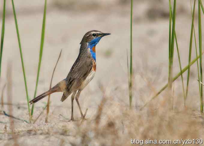 精神抖擞蓝点颏(组图,10张图片) 精神抖擞蓝点颏(组图,10张图片)