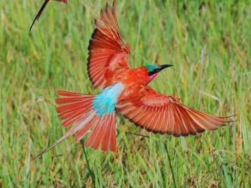 极品红色鸟类:红蜂虎 极品红色鸟类:红蜂虎